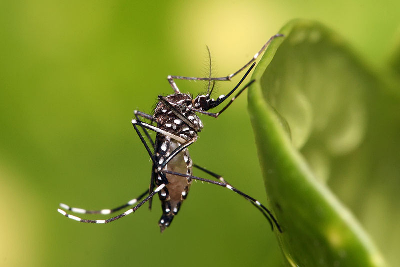 pest control services malaysia