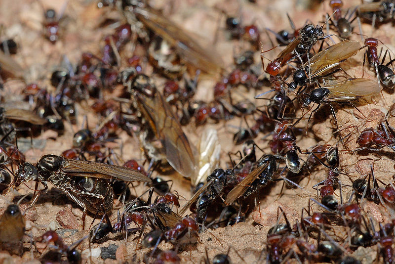 pest control services malaysia