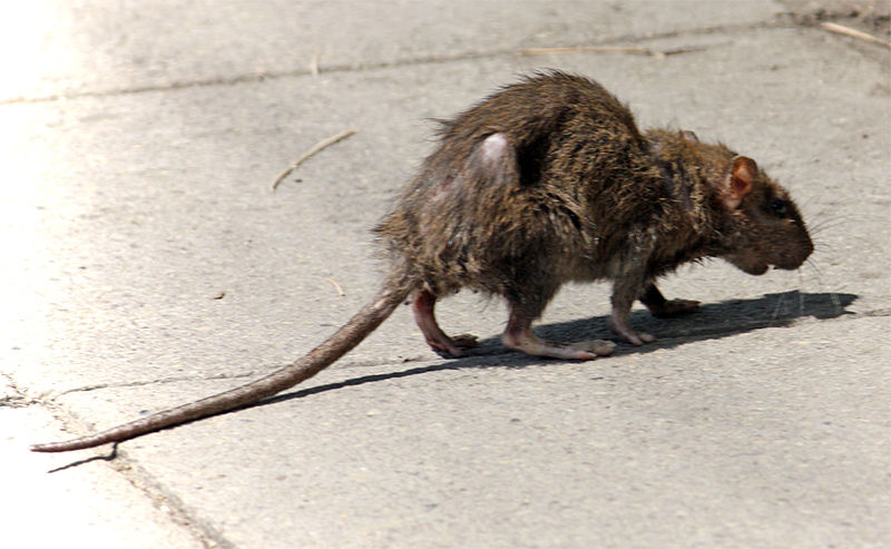 pest control services malaysia